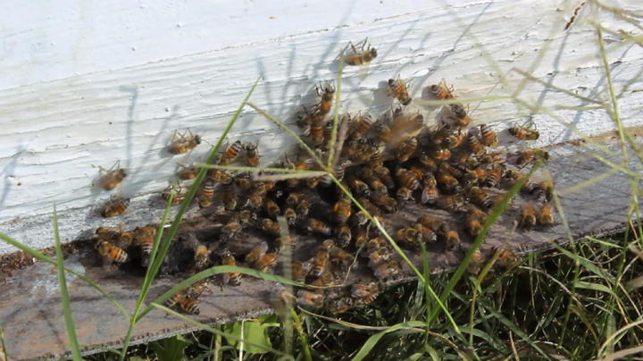 Productores adquieren abejas reinas.
